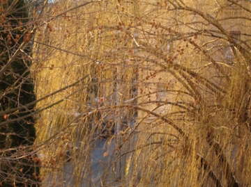 medium_golden-willow.jpg