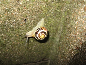 medium_snail-1.jpg
