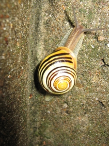 medium_snail-2.jpg