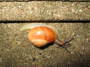 medium_snail-3.jpg