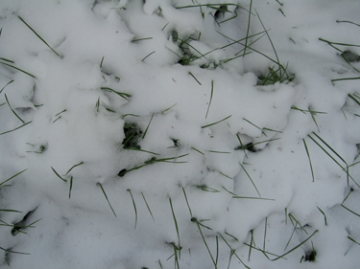 medium_snow-and-grass.jpg
