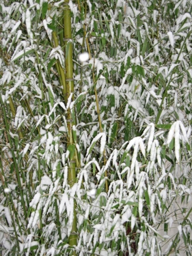Snow-Metz-19.jpg