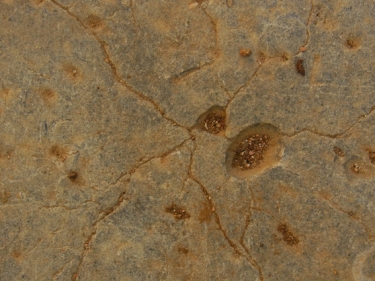 neurones-.jpg