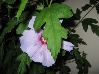 first-hibiscus09.jpg