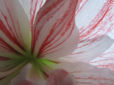 amaryllis-rose-4.jpg
