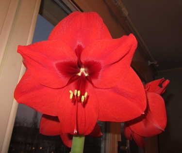 amaryllis-rouge-5.jpg