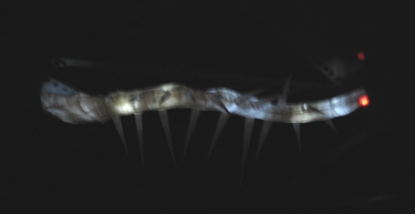 light-fish-1.jpg
