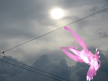 colibri rose pour ciel gris.jpg
