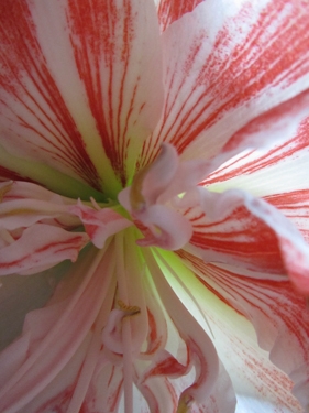 amaryllis-rose-3.jpg