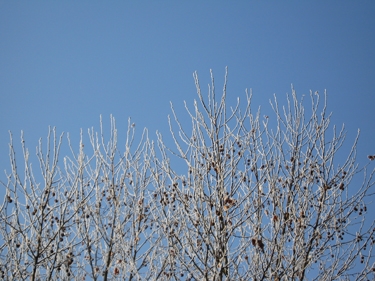 frozen-trees-3.jpg