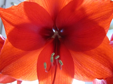amaryllis-rouge-3.jpg